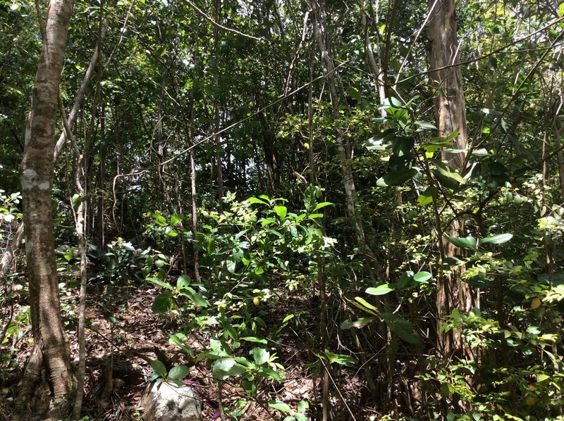 Terrain avec vue mer - 350 m2 - MARIN — photo 3