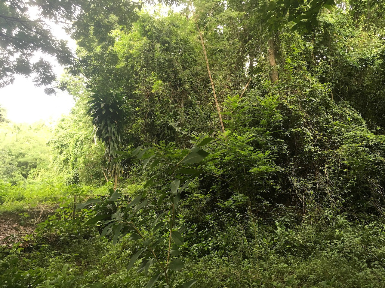 Terrain constructible - Le MARIN — photo 4