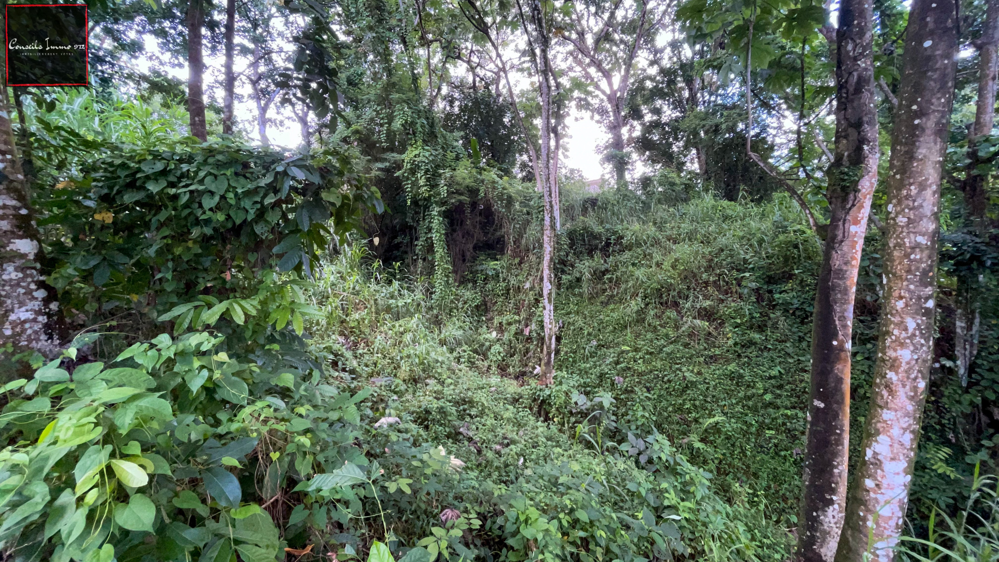 Sainte-Luce : terrain de 6 076m2 à vendre — photo 5