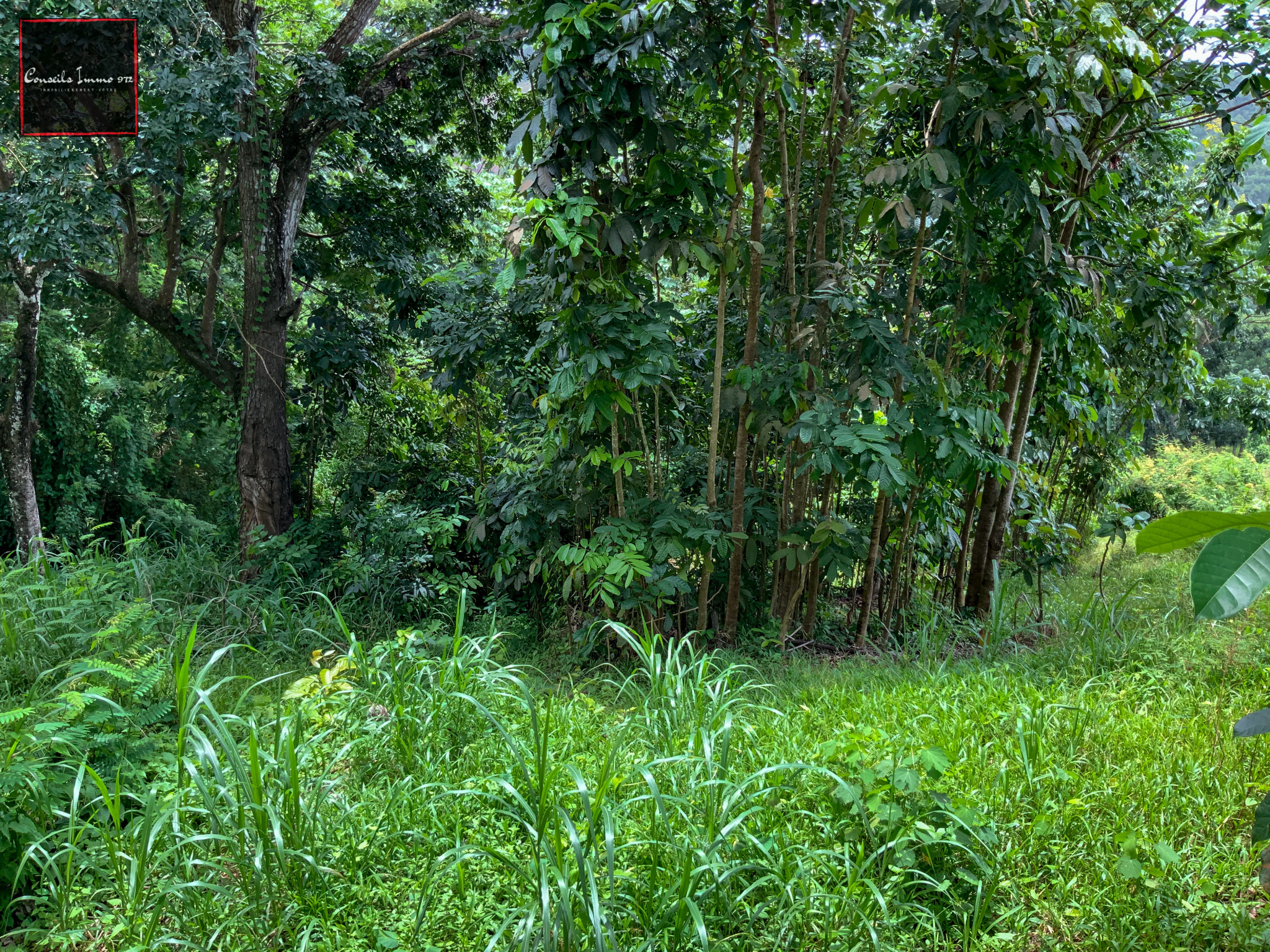 Sainte-Luce : terrain de 6 076m2 à vendre — photo 8