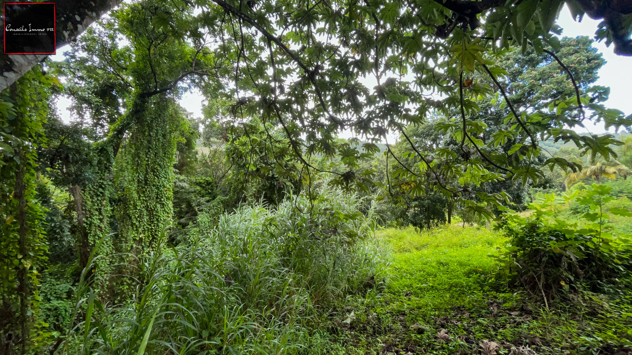 Sainte-Luce : terrain de 6 076m2 à vendre — photo 2