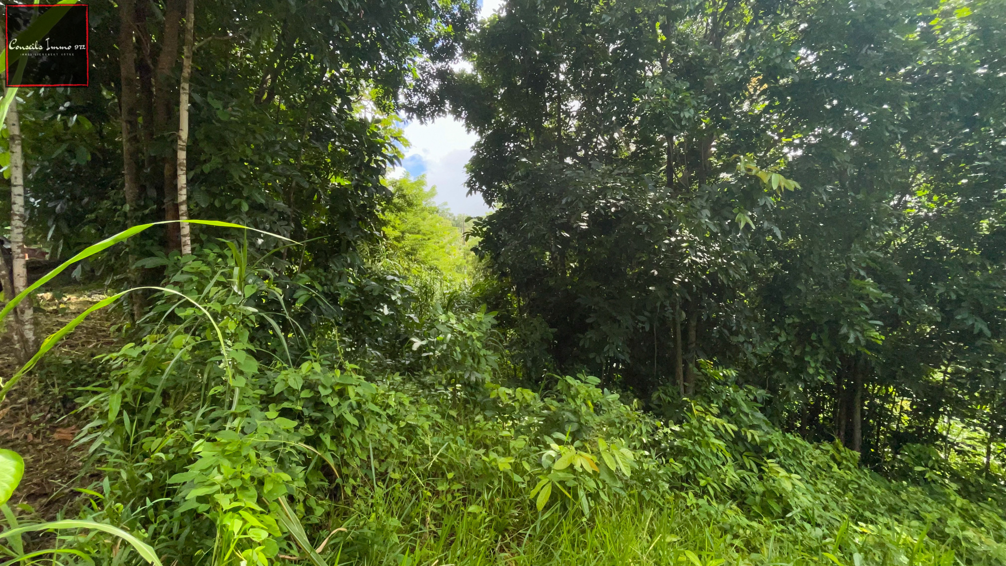 Sainte-Luce : terrain de 6 076m2 à vendre — photo 3