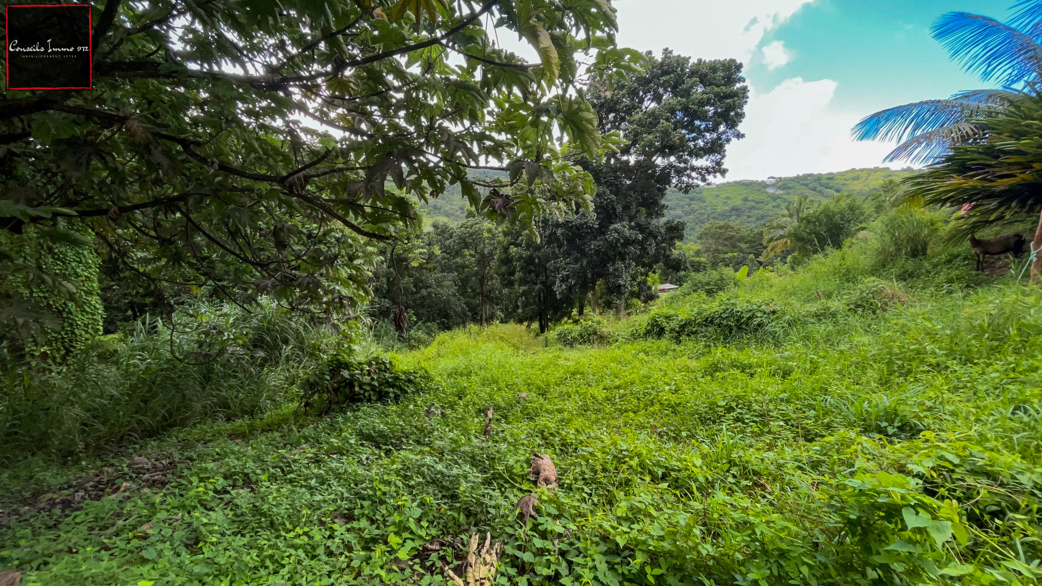 Sainte-Luce : terrain de 6 076m2 à vendre — Sainte-Luce