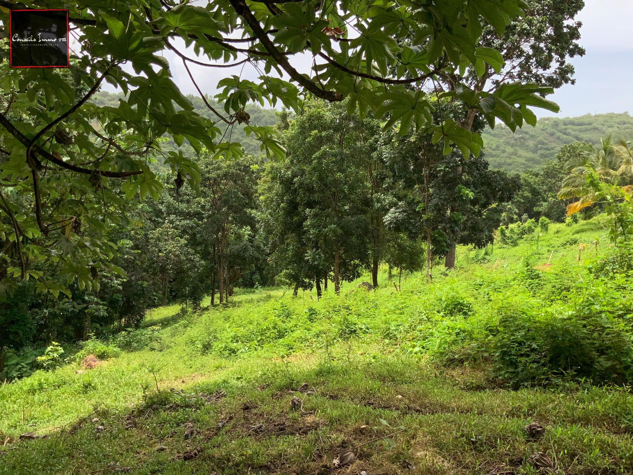 Sainte-Luce : terrain de 6 076m2 à vendre — photo 7