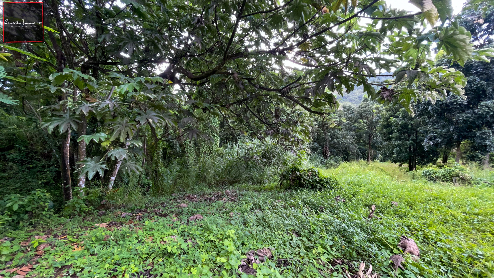 Sainte-Luce : terrain de 6 076m2 à vendre — photo 4