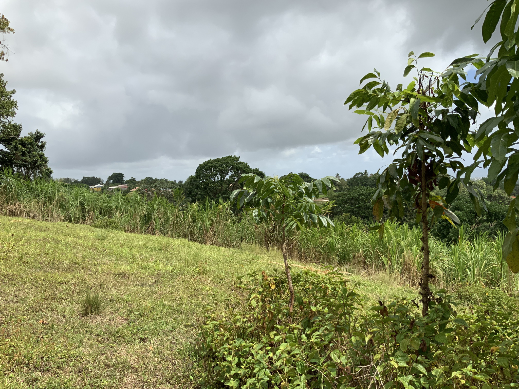 À Gros-Morne, terrain de 579m2 en vente 63690 EUR — Gros-Morne