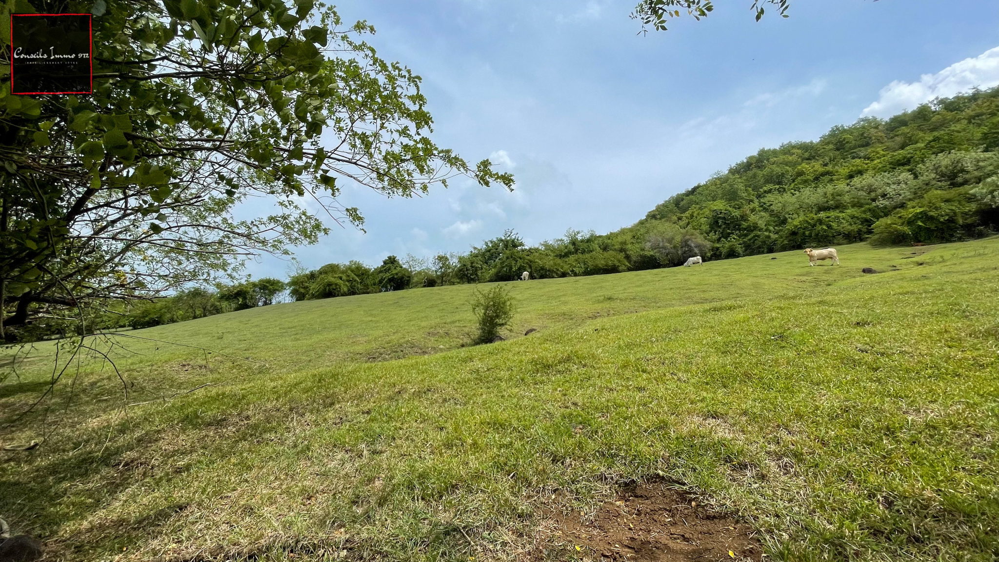 Terrain à bâtir au Vauclin - 16 362 m2 - Idéal pour lotisseu — photo 3